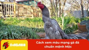 Cách xem màu mạng gà đá chuẩn mệnh Mộc