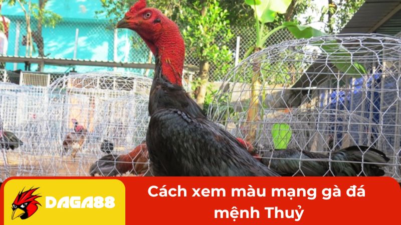 Cách xem màu mạng gà đá mệnh Thuỷ