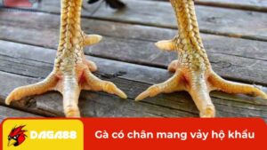 Gà có chân mang vảy hộ khẩu