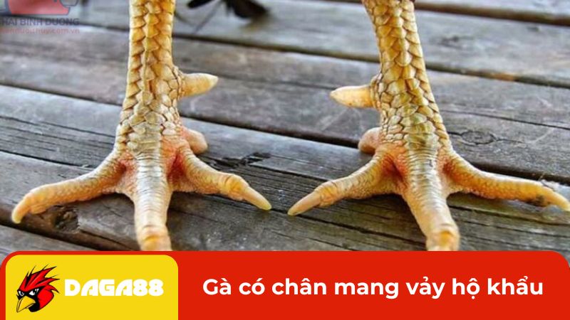 Gà có chân mang vảy hộ khẩu