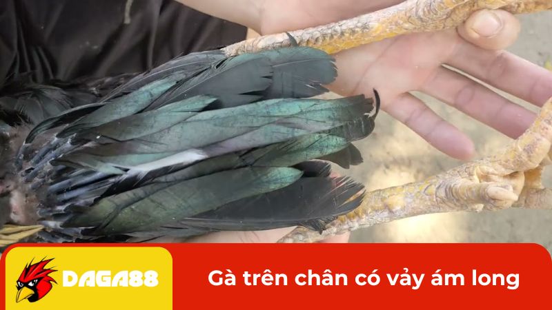 Gà trên chân có vảy ám long