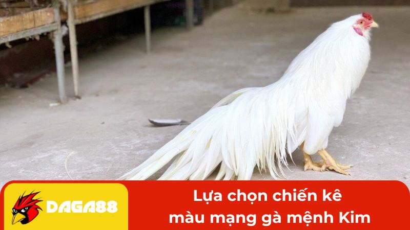 Lựa chọn chiến kê màu mạng gà mệnh Kim