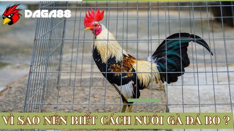 Biết cách nuôi gà đá bo lớn là điều vô cùng quan trọng 