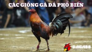 Các giống gà đá phổ biến được yêu thích tại nhà cái DAGA88