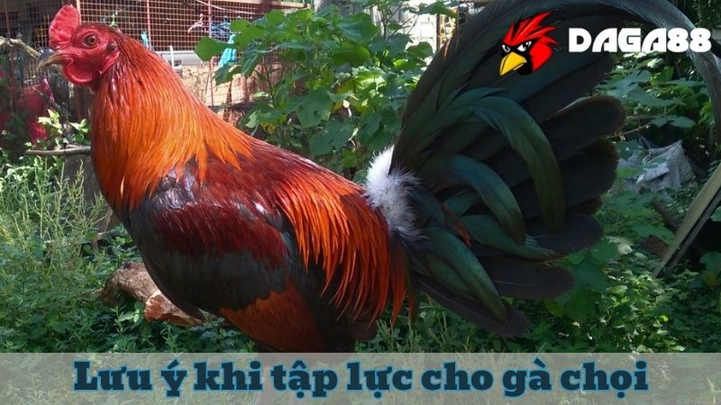 Các lưu ý cần nắm khi thực hiện kỹ thuật tập lực cho gà chiến 