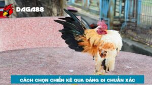 Cách chọn chiến kê qua dáng đi không nên bỏ qua 