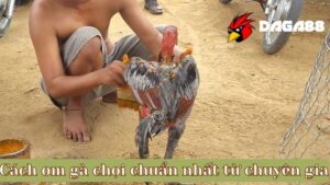 Cách om gà chọi chuẩn nhất từ chuyên gia DAGA88