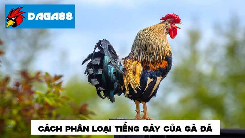 Hướng dẫn phân loại tiếng gà gáy 