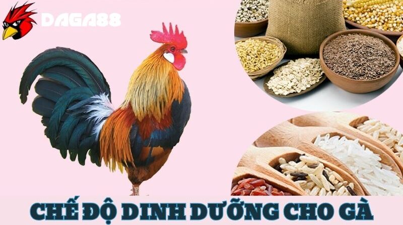 Chế độ dinh dưỡng luôn quan trọng trong khi nuôi gà đá bo lớn 