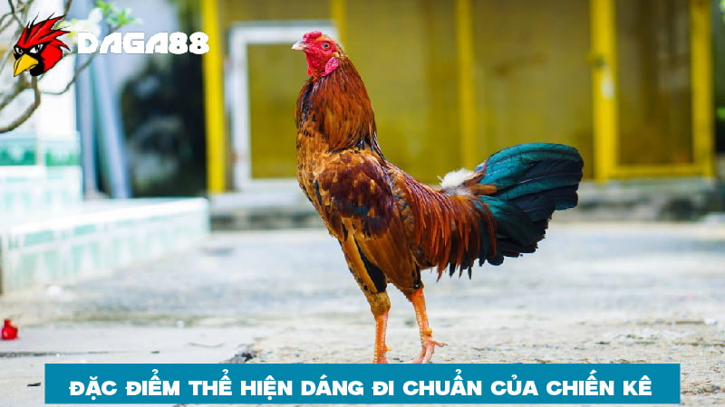 Đặc điểm thể hiện dáng đi chuẩn của gà đá 