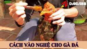 DAGA88 chia sẻ cách vào nghệ cho gà đá đúng cách