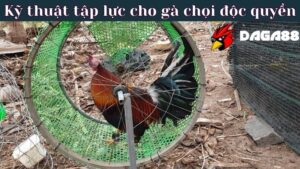 DAGA88 chia sẻ kỹ thuật tập lực độc quyền cho gà chọi 