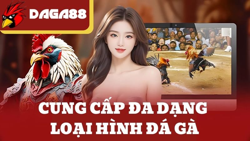 DAGA88 cung cấp đa dạng loại hình đá gà cho người chơi lựa chọn