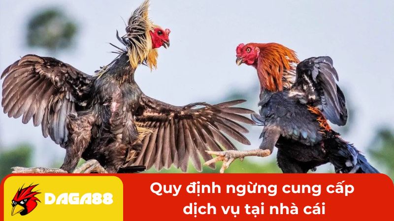 Quy định ngừng cung cấp dịch vụ tại nhà cái