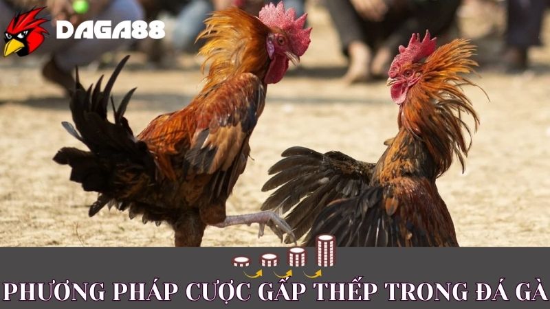 Hướng dẫn cách áp dụng phương pháp cược gấp thếp trong đá gà