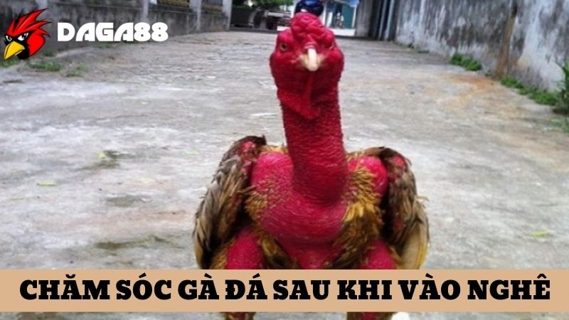 Hướng dẫn cách chăm sóc gà chiến sao khi vào nghệ