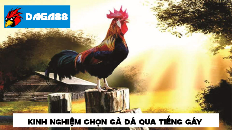 Kinh nghiệm chọn gà đá qua tiếng gáy nên biết 