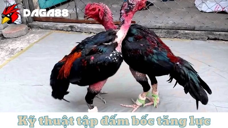 Kỹ thuật tập đấm bốc tăng lực cho chiến kê