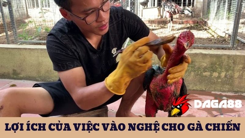 Lợi ích của phương pháp vào nghệ cho gà đá mang lại