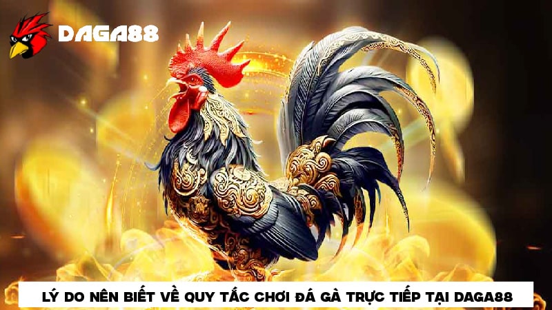 Lý do nên biết về quy tắc chơi đá gà trực tiếp tại DAGA88 