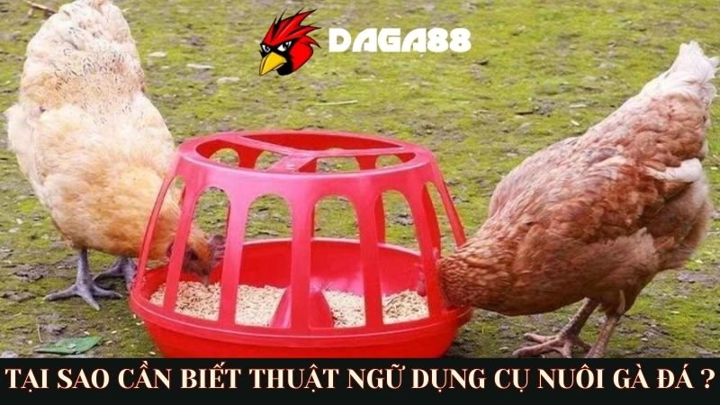 Lý do nên nắm các thuật ngữ về dụng cụ chăm sóc gà đá