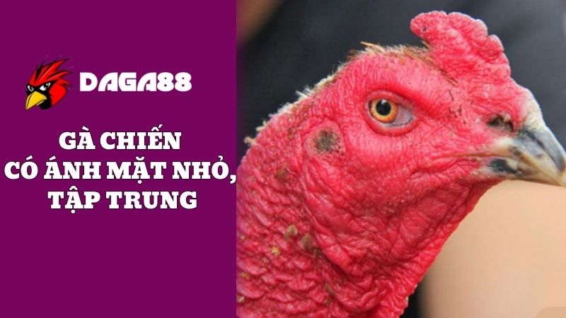 Nên lựa chọn chiến kê có đồng tử nhỏ và tập trung 