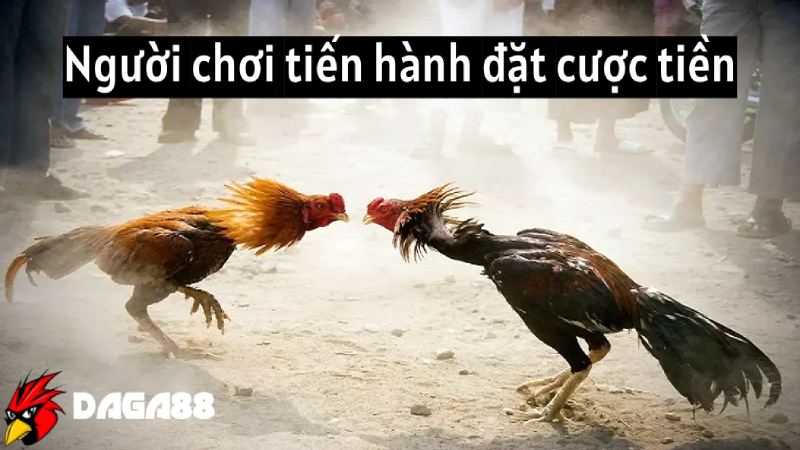 Người chơi tiến hành đặt cược tiền vào trận đấu