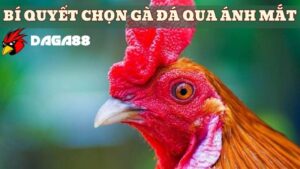 Những bí quyết lựa chọn gà đá thông qua ánh mắt 