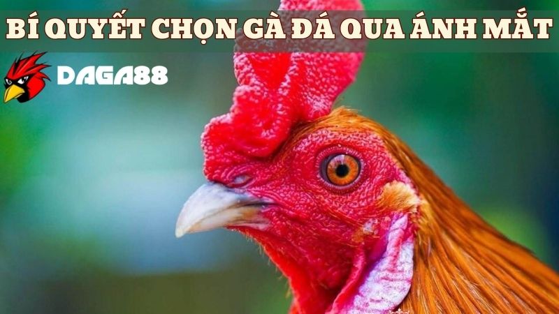 Những bí quyết lựa chọn gà đá thông qua ánh mắt 