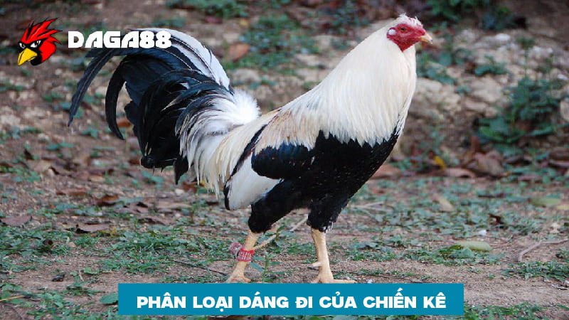 Phân loại dáng đi của gà chiến nên biết 