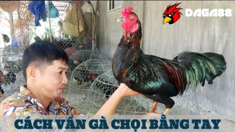 Phương pháp vần gà chọi tơ bằng tay đơn giản, dễ áp dụng hàng ngày