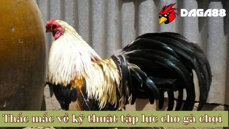 Thắc mắc về kỹ thuật tập lực cho gà chọi của DAGA88