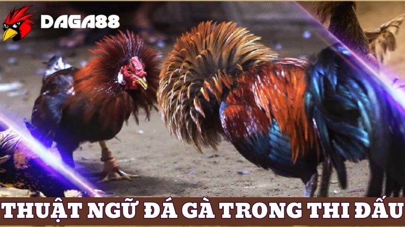 Thuật ngữ đá gà trong thi đấu