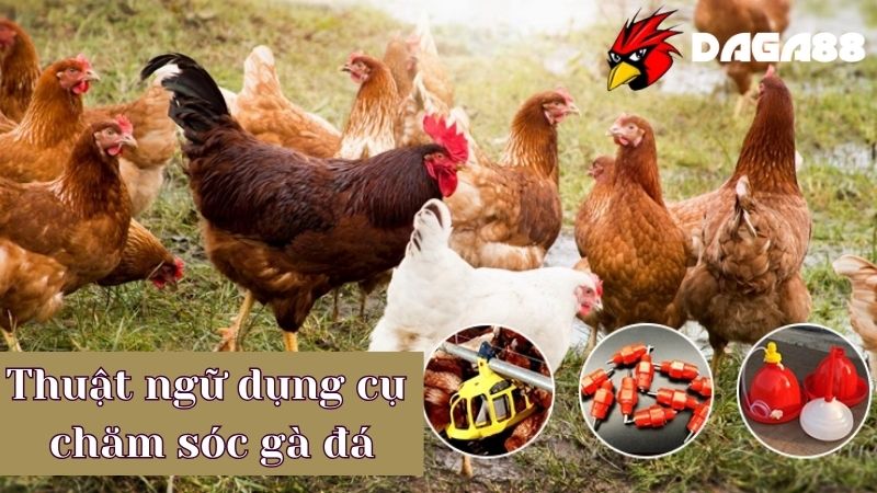 Tổng hợp các thuật ngữ về dụng cụ chăm sóc gà đá cần biết