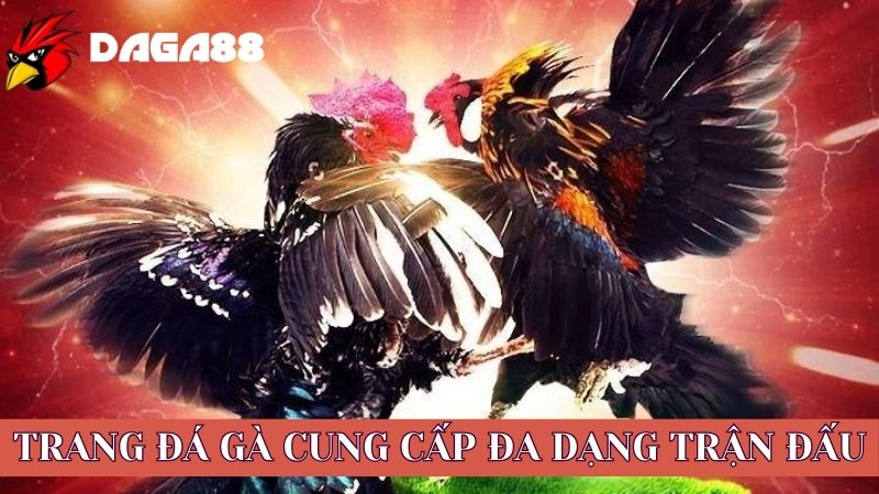 Trang đá gà uy tín thường cung cấp đa dạng trận đấu hấp dẫn