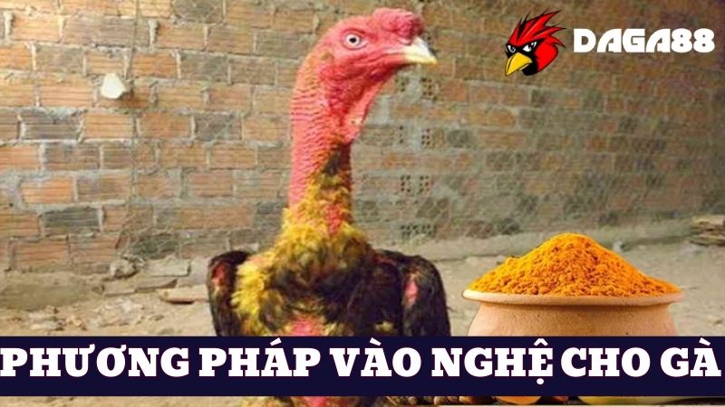 Vào nghệ cho gà đá là phương pháp gì?